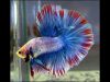 betta-half-moon